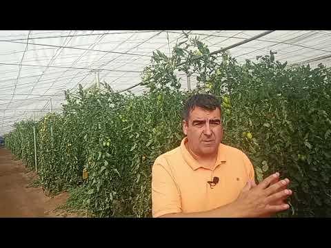 Preview image for the video "Tomates “sin origen”: el cherry del Sáhara se disfraza de marroquí en los supermercados españoles.".