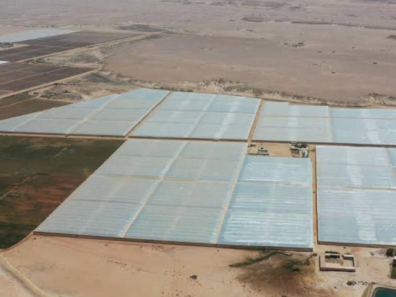 agriulture in Dakhla